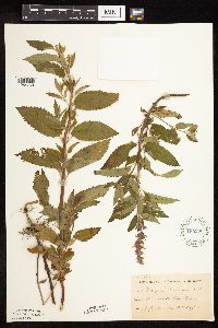 Image Associated With the Occurrence