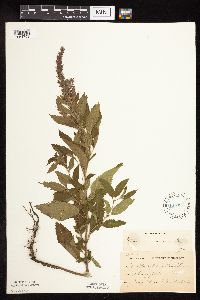 Image Associated With the Occurrence