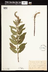 Image Associated With the Occurrence