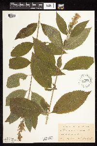 Image Associated With the Occurrence