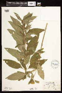 Image Associated With the Occurrence