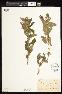 Image Associated With the Occurrence