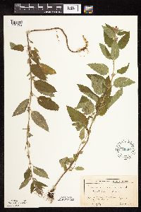 Image Associated With the Occurrence