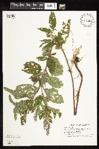 Image Associated With the Occurrence