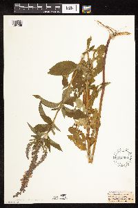 Image Associated With the Occurrence