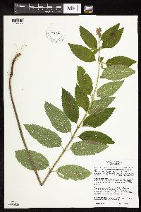 Image Associated With the Occurrence