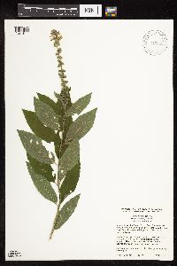 Teucrium canadense var. virginicum image