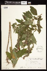 Teucrium canadense var. virginicum image