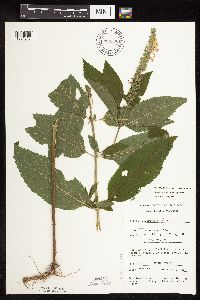 Teucrium canadense image
