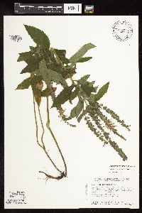 Teucrium canadense var. virginicum image