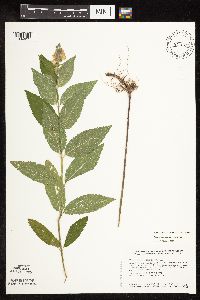 Teucrium canadense var. virginicum image