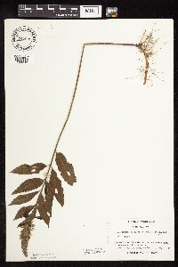 Teucrium canadense var. virginicum image