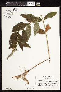 Teucrium canadense var. virginicum image