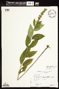 Teucrium canadense var. virginicum image
