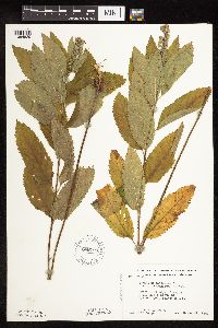 Teucrium canadense var. virginicum image