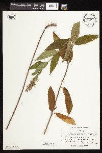 Teucrium canadense var. virginicum image