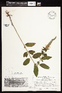 Teucrium canadense var. virginicum image