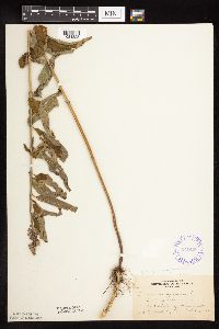 Teucrium canadense var. virginicum image