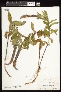 Teucrium canadense var. virginicum image