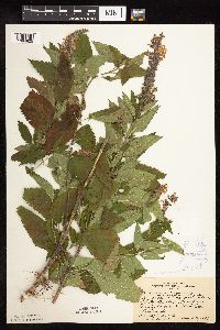 Teucrium canadense var. virginicum image