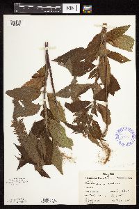 Teucrium canadense var. virginicum image