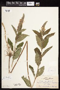 Teucrium canadense var. virginicum image
