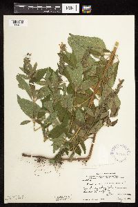 Teucrium canadense var. virginicum image