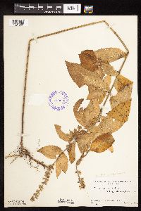 Teucrium canadense var. virginicum image