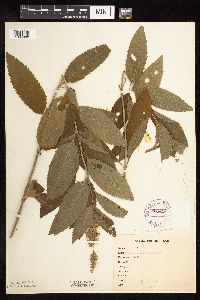 Teucrium canadense var. virginicum image