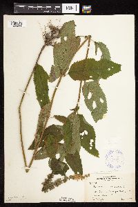 Teucrium canadense var. virginicum image