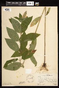 Teucrium canadense var. virginicum image