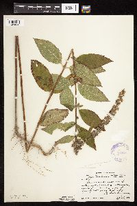 Media resource of Teucrium canadense