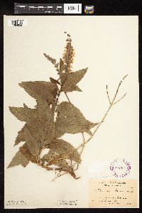 Teucrium canadense var. virginicum image