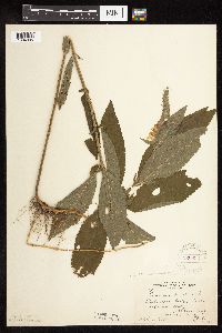 Teucrium canadense var. virginicum image