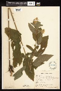 Teucrium canadense var. virginicum image