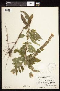 Teucrium canadense var. virginicum image