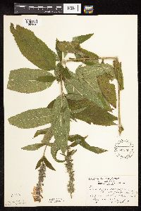 Teucrium canadense var. virginicum image