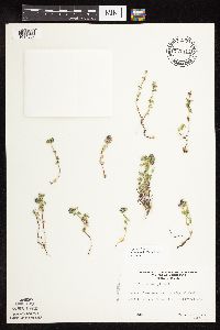 Thymus pulegioides image