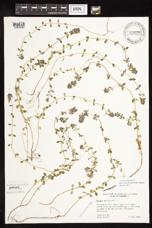 Thymus pulegioides image
