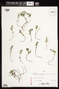 Thymus pulegioides image