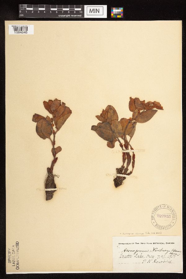 Aconogonon davisiae image