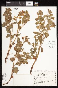 Aconogonon davisiae image