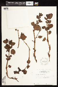 Aconogonon davisiae image