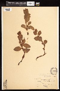 Aconogonon davisiae image