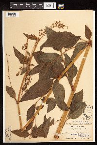 Aconogonon phytolaccifolium image