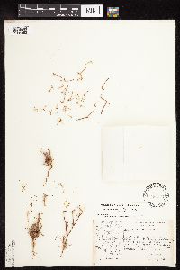 Chorizanthe brevicornu image