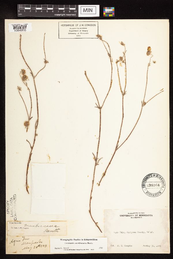 Chorizanthe membranacea image