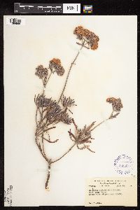 Eriogonum arborescens image