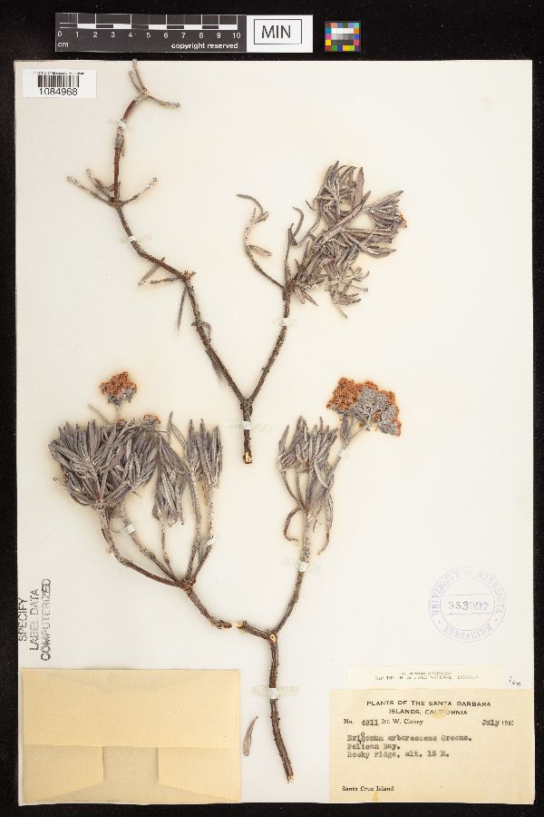 Eriogonum arborescens image