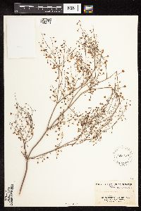 Eriogonum cernuum image